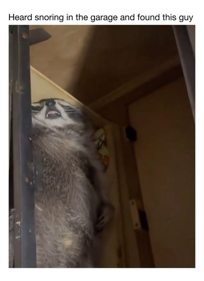 This Instagram Page Shares 50 Wholesome Animal Memes That Are Pure Serotonin This Instagram Page Shares 50 Wholesome Animal Memes That Are Pure Serotonin