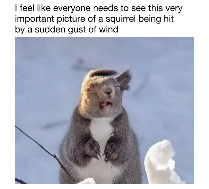 This Instagram Page Shares 50 Wholesome Animal Memes That Are Pure Serotonin This Instagram Page Shares 50 Wholesome Animal Memes That Are Pure Serotonin