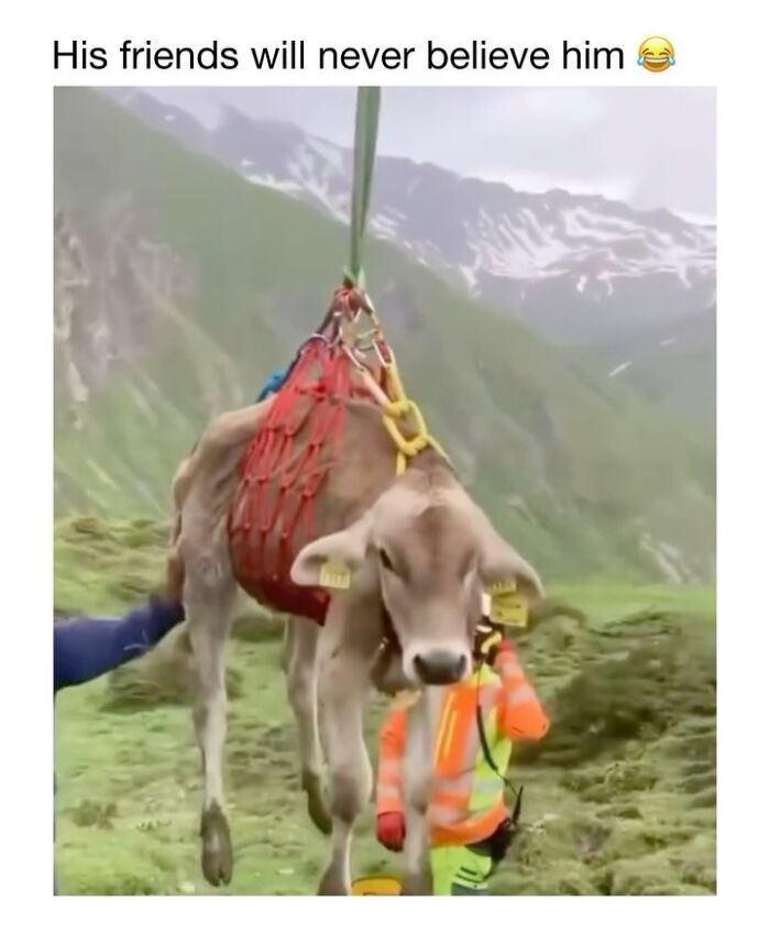 This Instagram Page Shares 50 Wholesome Animal Memes That Are Pure Serotonin This Instagram Page Shares 50 Wholesome Animal Memes That Are Pure Serotonin