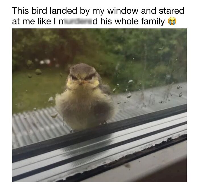 This Instagram Page Shares 50 Wholesome Animal Memes That Are Pure Serotonin This Instagram Page Shares 50 Wholesome Animal Memes That Are Pure Serotonin