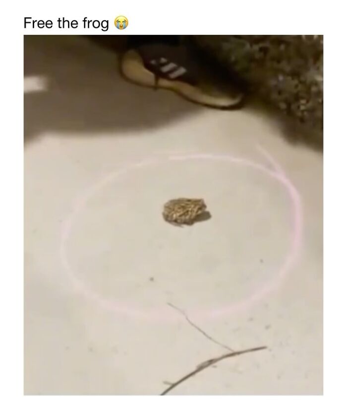 This Instagram Page Shares 50 Wholesome Animal Memes That Are Pure Serotonin This Instagram Page Shares 50 Wholesome Animal Memes That Are Pure Serotonin