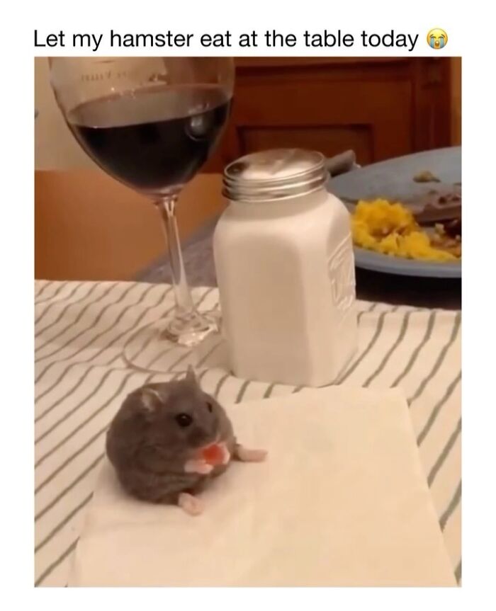 This Instagram Page Shares 50 Wholesome Animal Memes That Are Pure Serotonin This Instagram Page Shares 50 Wholesome Animal Memes That Are Pure Serotonin