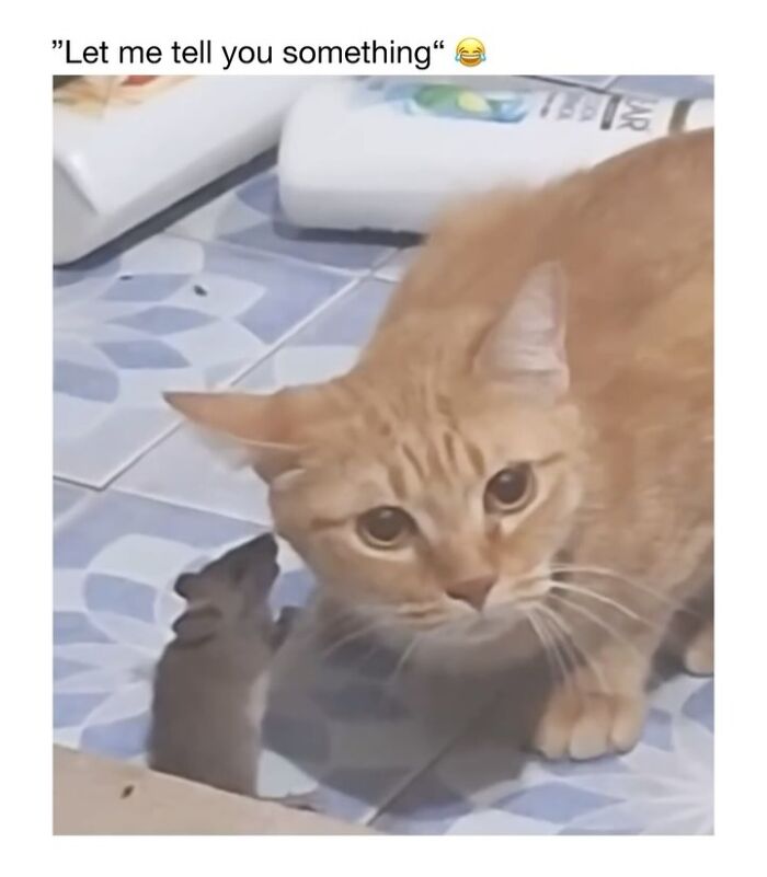 This Instagram Page Shares 50 Wholesome Animal Memes That Are Pure Serotonin This Instagram Page Shares 50 Wholesome Animal Memes That Are Pure Serotonin