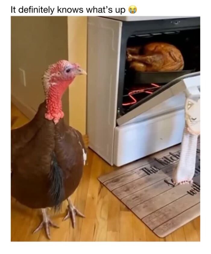 This Instagram Page Shares 50 Wholesome Animal Memes That Are Pure Serotonin This Instagram Page Shares 50 Wholesome Animal Memes That Are Pure Serotonin