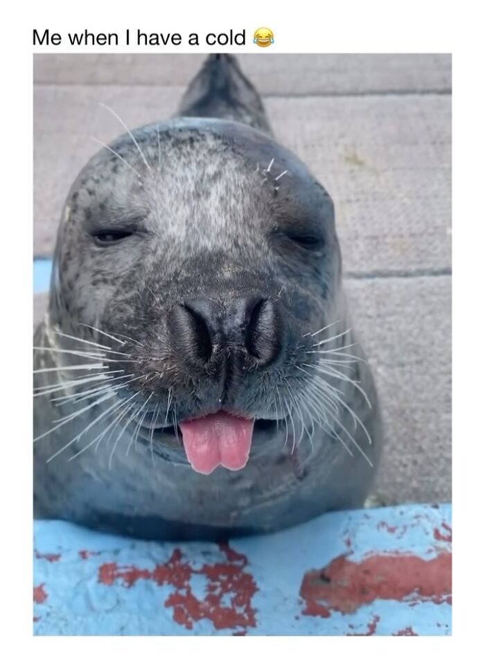 This Instagram Page Shares 50 Wholesome Animal Memes That Are Pure Serotonin This Instagram Page Shares 50 Wholesome Animal Memes That Are Pure Serotonin