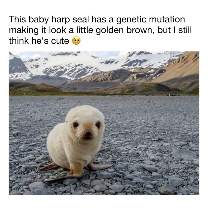 This Instagram Page Shares 50 Wholesome Animal Memes That Are Pure Serotonin This Instagram Page Shares 50 Wholesome Animal Memes That Are Pure Serotonin
