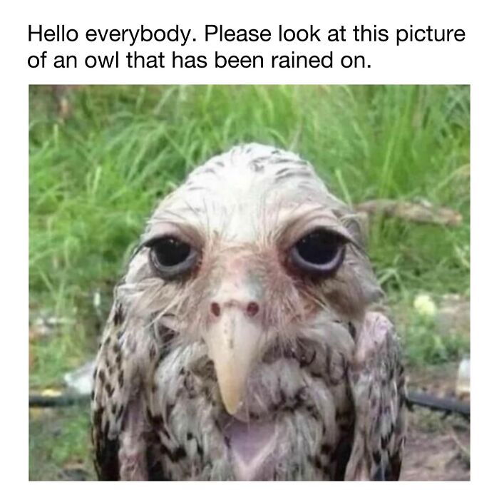 This Instagram Page Shares 50 Wholesome Animal Memes That Are Pure Serotonin This Instagram Page Shares 50 Wholesome Animal Memes That Are Pure Serotonin