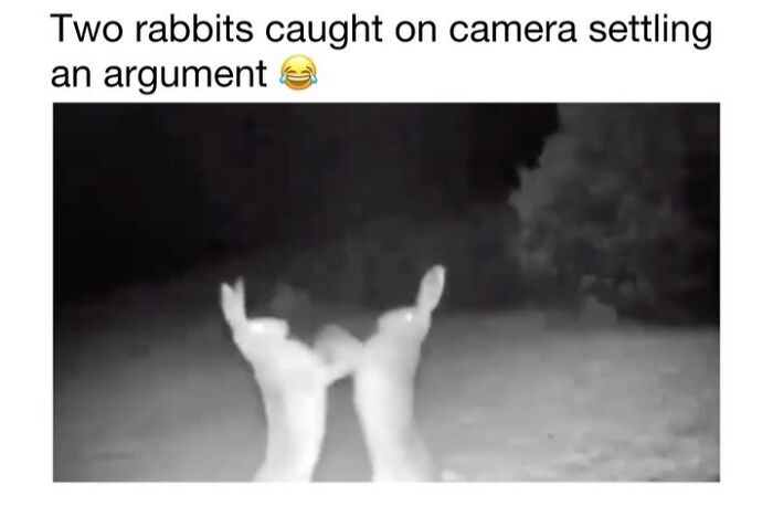 This Instagram Page Shares 50 Wholesome Animal Memes That Are Pure Serotonin This Instagram Page Shares 50 Wholesome Animal Memes That Are Pure Serotonin