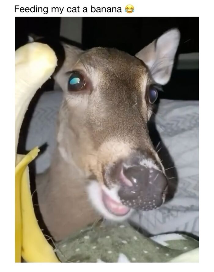 This Instagram Page Shares 50 Wholesome Animal Memes That Are Pure Serotonin This Instagram Page Shares 50 Wholesome Animal Memes That Are Pure Serotonin