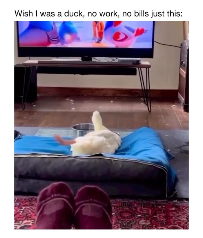 This Instagram Page Shares 50 Wholesome Animal Memes That Are Pure Serotonin This Instagram Page Shares 50 Wholesome Animal Memes That Are Pure Serotonin