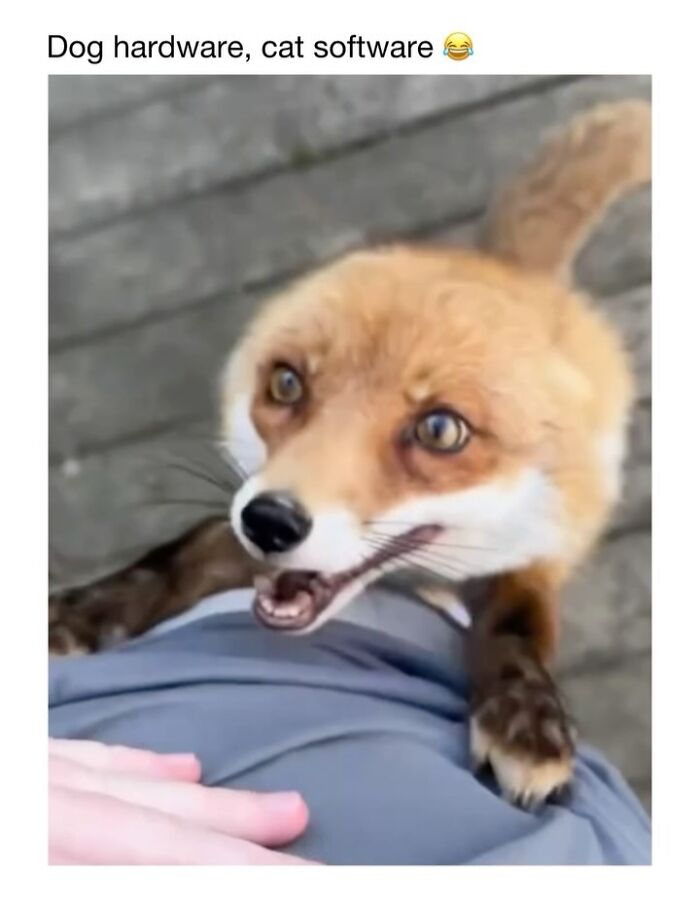 This Instagram Page Shares 50 Wholesome Animal Memes That Are Pure Serotonin This Instagram Page Shares 50 Wholesome Animal Memes That Are Pure Serotonin