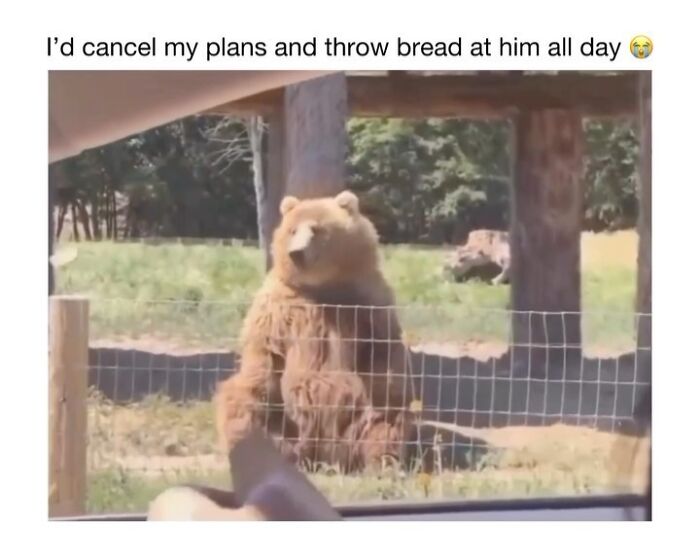 This Instagram Page Shares 50 Wholesome Animal Memes That Are Pure Serotonin This Instagram Page Shares 50 Wholesome Animal Memes That Are Pure Serotonin