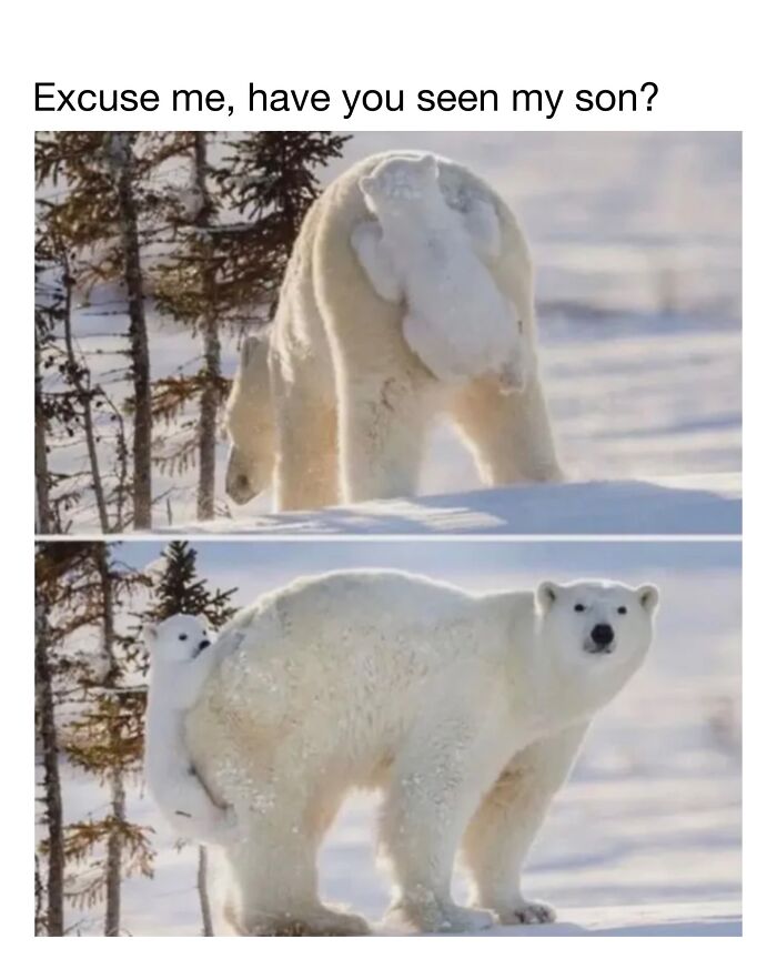 This Instagram Page Shares 50 Wholesome Animal Memes That Are Pure Serotonin This Instagram Page Shares 50 Wholesome Animal Memes That Are Pure Serotonin