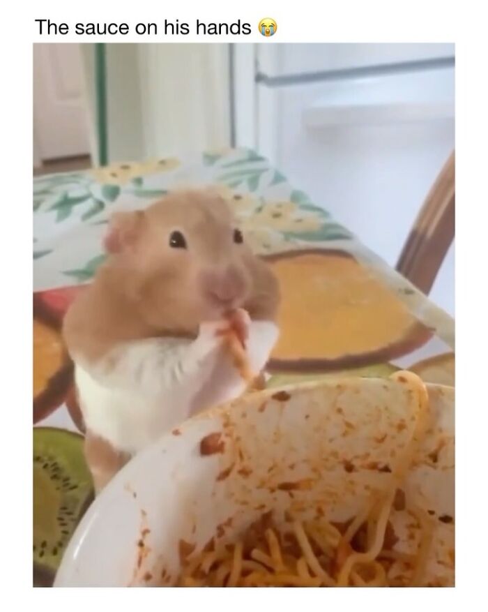 This Instagram Page Shares 50 Wholesome Animal Memes That Are Pure Serotonin This Instagram Page Shares 50 Wholesome Animal Memes That Are Pure Serotonin