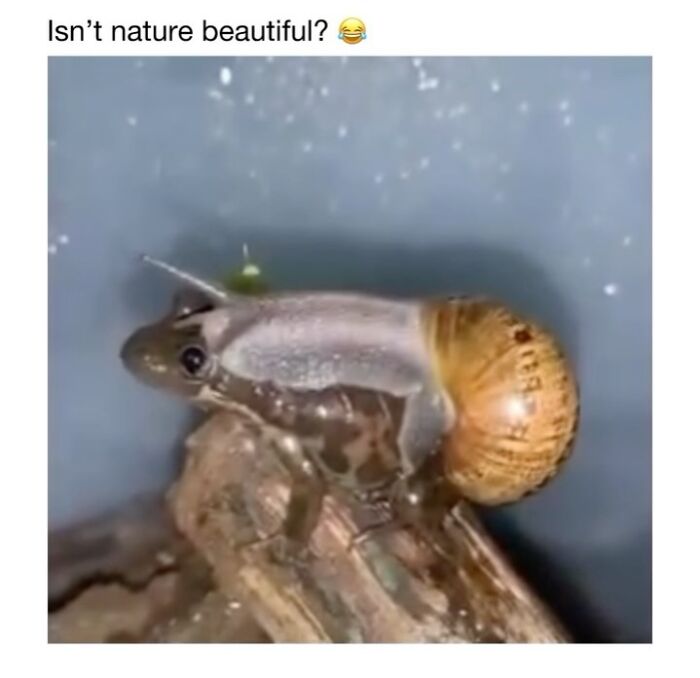 This Instagram Page Shares 50 Wholesome Animal Memes That Are Pure Serotonin This Instagram Page Shares 50 Wholesome Animal Memes That Are Pure Serotonin