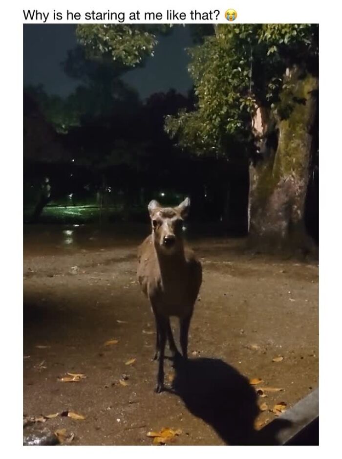 This Instagram Page Shares 50 Wholesome Animal Memes That Are Pure Serotonin This Instagram Page Shares 50 Wholesome Animal Memes That Are Pure Serotonin