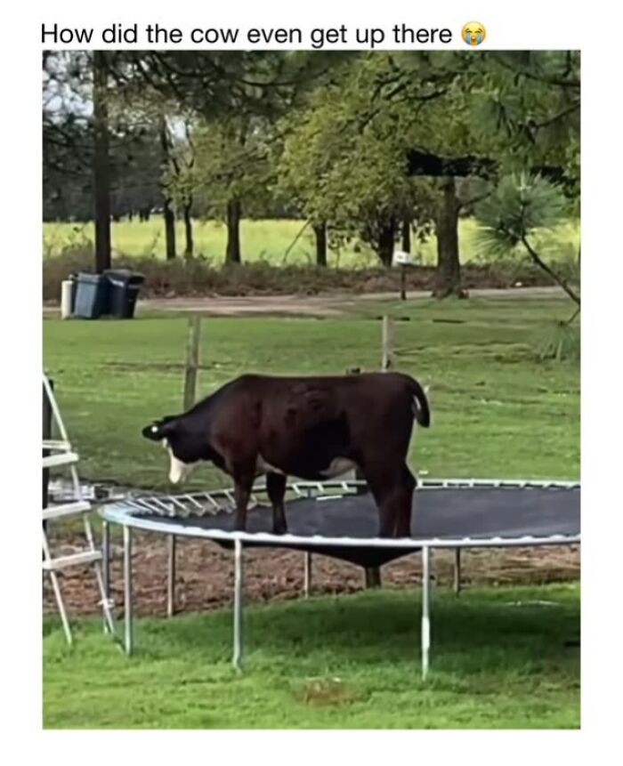 This Instagram Page Shares 50 Wholesome Animal Memes That Are Pure Serotonin This Instagram Page Shares 50 Wholesome Animal Memes That Are Pure Serotonin