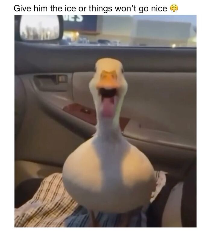 This Instagram Page Shares 50 Wholesome Animal Memes That Are Pure Serotonin This Instagram Page Shares 50 Wholesome Animal Memes That Are Pure Serotonin