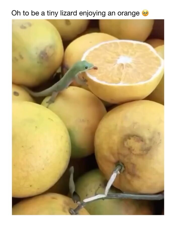 This Instagram Page Shares 50 Wholesome Animal Memes That Are Pure Serotonin This Instagram Page Shares 50 Wholesome Animal Memes That Are Pure Serotonin