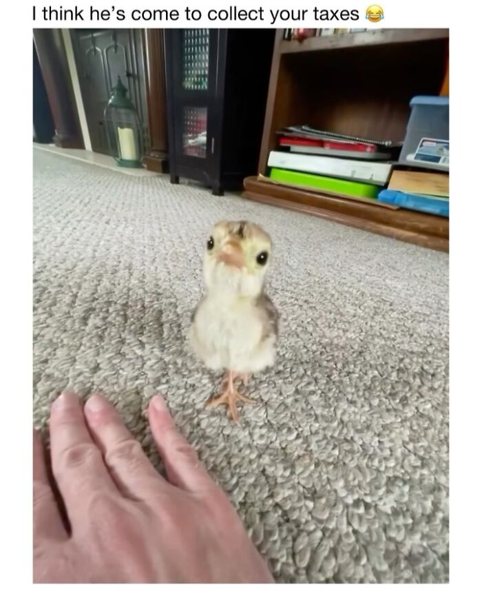 This Instagram Page Shares 50 Wholesome Animal Memes That Are Pure Serotonin This Instagram Page Shares 50 Wholesome Animal Memes That Are Pure Serotonin