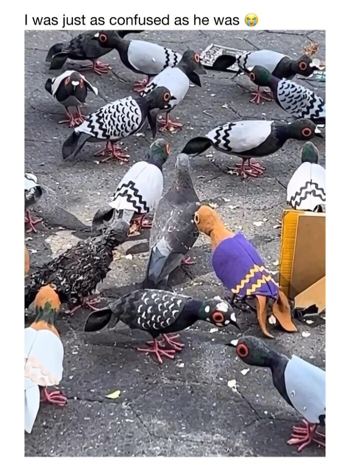 This Instagram Page Shares 50 Wholesome Animal Memes That Are Pure Serotonin This Instagram Page Shares 50 Wholesome Animal Memes That Are Pure Serotonin