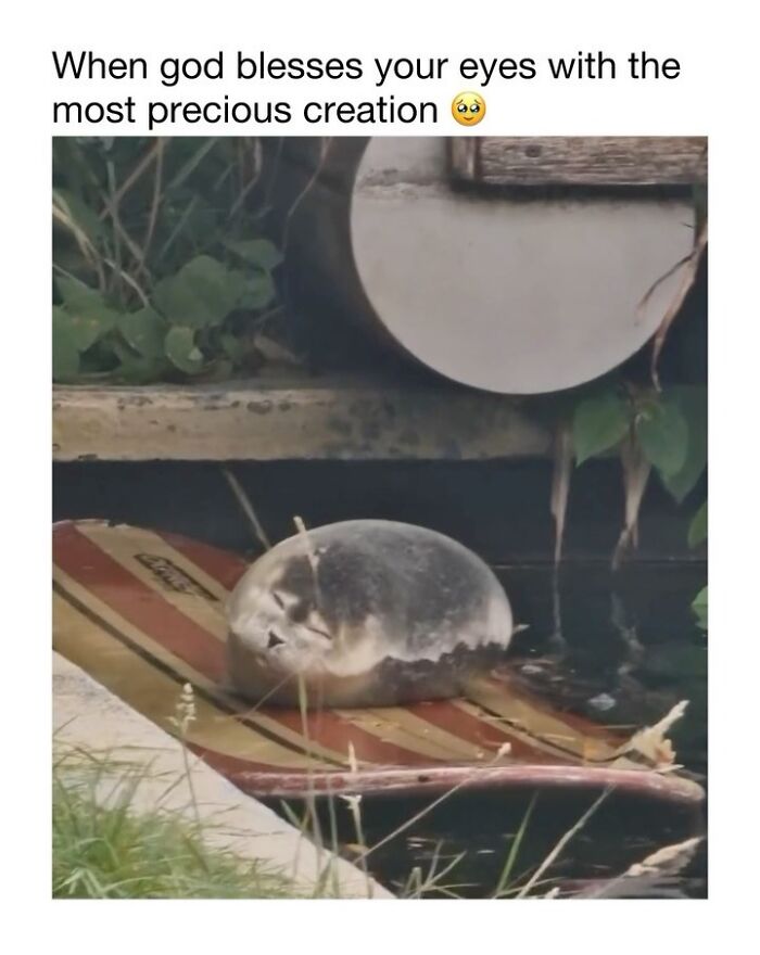 This Instagram Page Shares 50 Wholesome Animal Memes That Are Pure Serotonin This Instagram Page Shares 50 Wholesome Animal Memes That Are Pure Serotonin