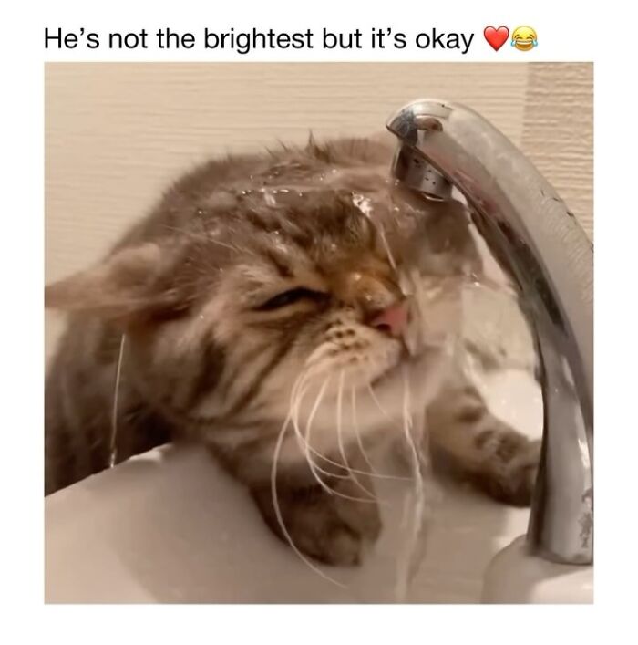 This Instagram Page Shares 50 Wholesome Animal Memes That Are Pure Serotonin This Instagram Page Shares 50 Wholesome Animal Memes That Are Pure Serotonin