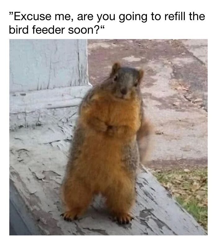 This Instagram Page Shares 50 Wholesome Animal Memes That Are Pure Serotonin This Instagram Page Shares 50 Wholesome Animal Memes That Are Pure Serotonin