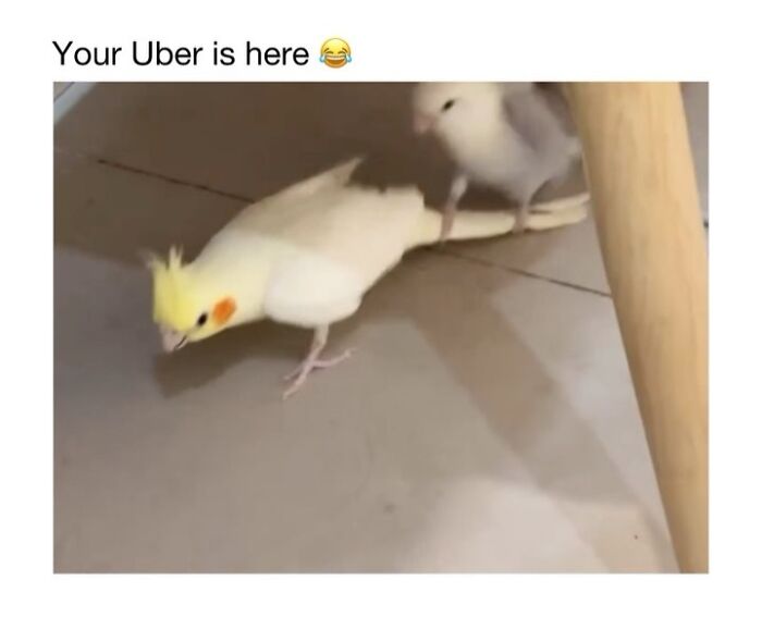 This Instagram Page Shares 50 Wholesome Animal Memes That Are Pure Serotonin This Instagram Page Shares 50 Wholesome Animal Memes That Are Pure Serotonin