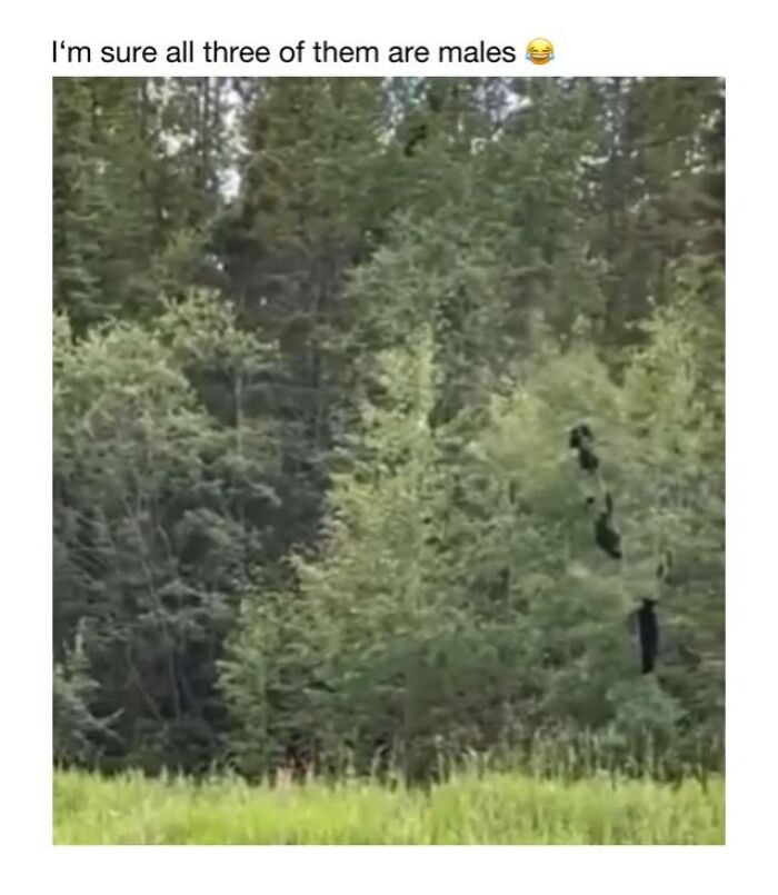 This Instagram Page Shares 50 Wholesome Animal Memes That Are Pure Serotonin This Instagram Page Shares 50 Wholesome Animal Memes That Are Pure Serotonin