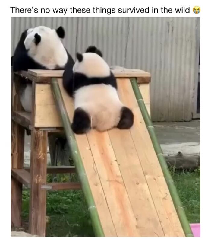 This Instagram Page Shares 50 Wholesome Animal Memes That Are Pure Serotonin This Instagram Page Shares 50 Wholesome Animal Memes That Are Pure Serotonin