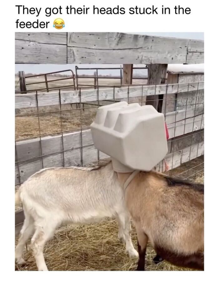 This Instagram Page Shares 50 Wholesome Animal Memes That Are Pure Serotonin This Instagram Page Shares 50 Wholesome Animal Memes That Are Pure Serotonin