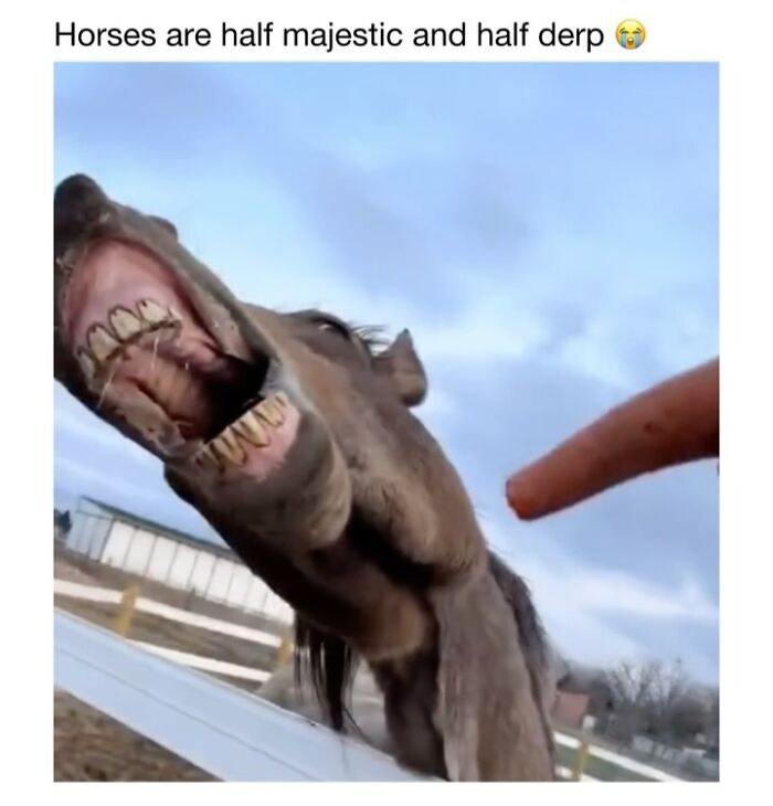 This Instagram Page Shares 50 Wholesome Animal Memes That Are Pure Serotonin This Instagram Page Shares 50 Wholesome Animal Memes That Are Pure Serotonin