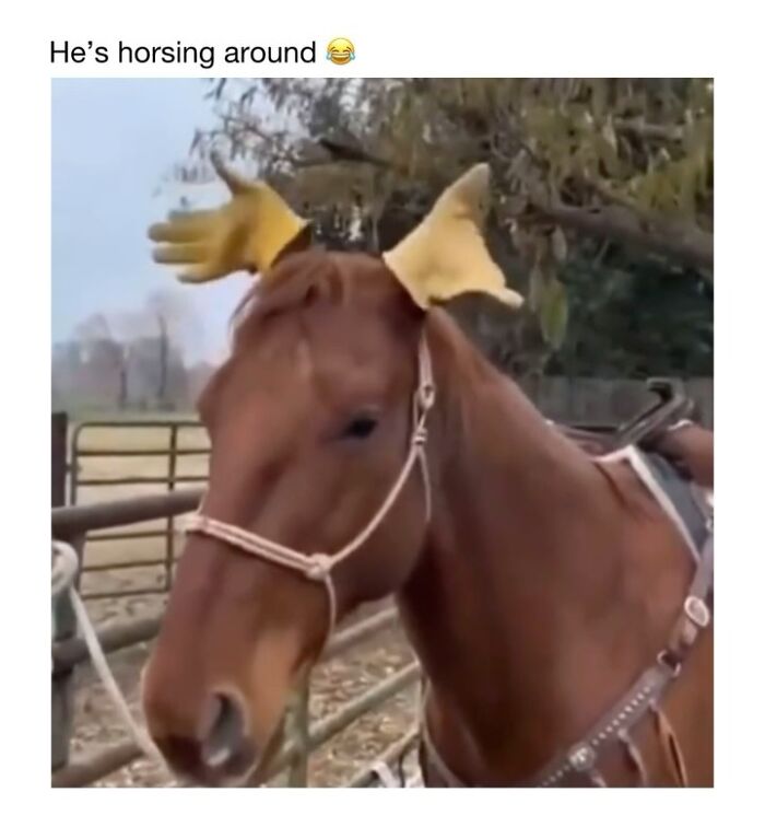 This Instagram Page Shares 50 Wholesome Animal Memes That Are Pure Serotonin This Instagram Page Shares 50 Wholesome Animal Memes That Are Pure Serotonin