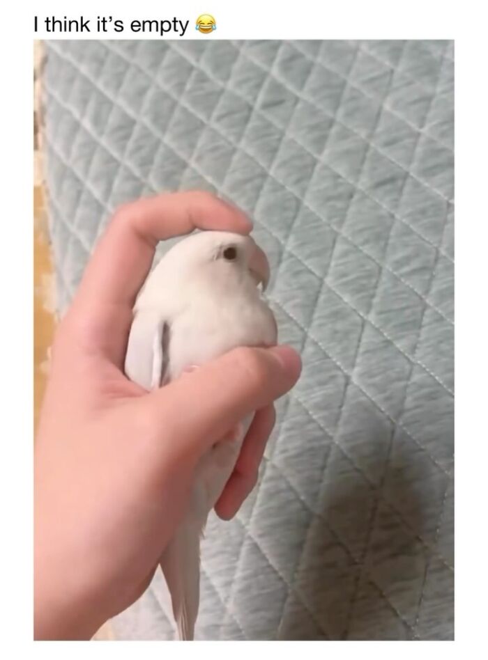 This Instagram Page Shares 50 Wholesome Animal Memes That Are Pure Serotonin This Instagram Page Shares 50 Wholesome Animal Memes That Are Pure Serotonin