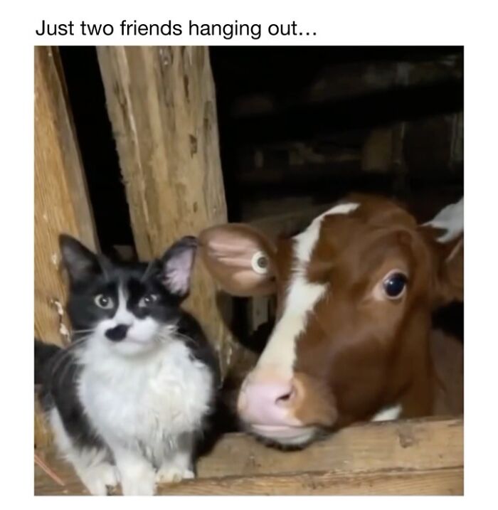 This Instagram Page Shares 50 Wholesome Animal Memes That Are Pure Serotonin This Instagram Page Shares 50 Wholesome Animal Memes That Are Pure Serotonin