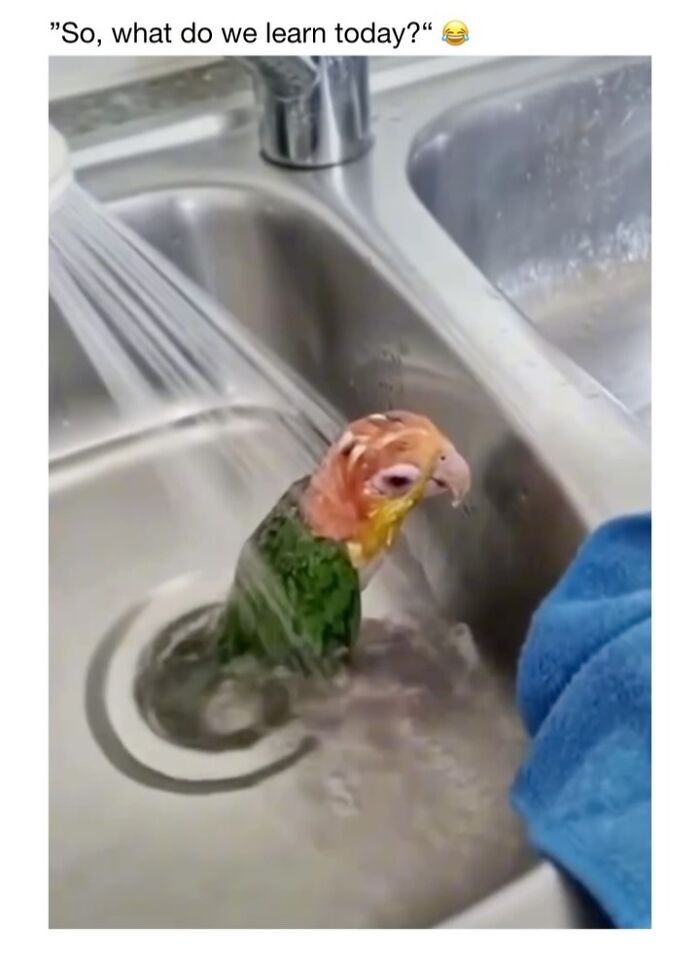 This Instagram Page Shares 50 Wholesome Animal Memes That Are Pure Serotonin This Instagram Page Shares 50 Wholesome Animal Memes That Are Pure Serotonin