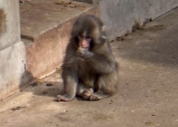 Primatologists Explain Why Punch’s Mother Abandoned Him And Why He’s “Bullied” By Other Monkeys