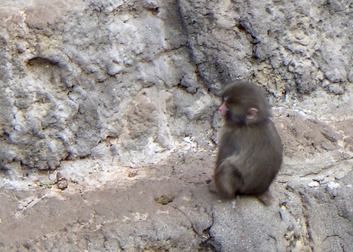 Primatologists Explain Why Punch’s Mother Abandoned Him And Why He’s “Bullied” By Other Monkeys