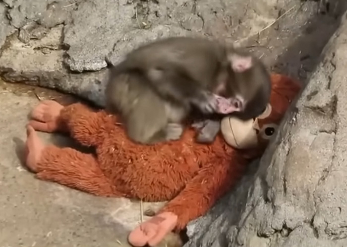 Primatologists Explain Why Punch’s Mother Abandoned Him And Why He’s “Bullied” By Other Monkeys