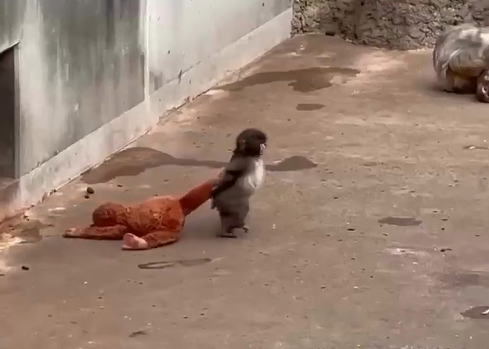 Primatologists Explain Why Punch’s Mother Abandoned Him And Why He’s “Bullied” By Other Monkeys