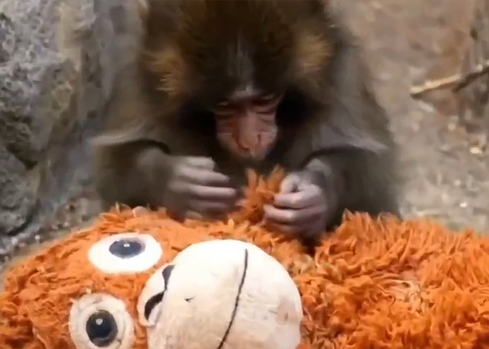 Primatologists Explain Why Punch’s Mother Abandoned Him And Why He’s “Bullied” By Other Monkeys