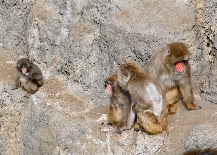 Primatologists Explain Why Punch’s Mother Abandoned Him And Why He’s “Bullied” By Other Monkeys