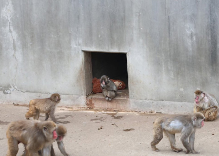 Primatologists Explain Why Punch’s Mother Abandoned Him And Why He’s “Bullied” By Other Monkeys