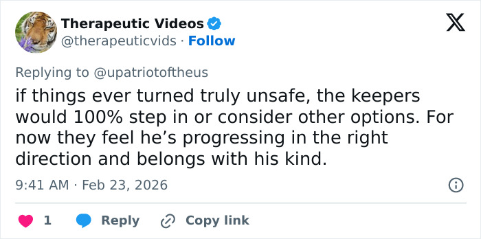 Primatologists Explain Why Punch’s Mother Abandoned Him And Why He’s “Bullied” By Other Monkeys