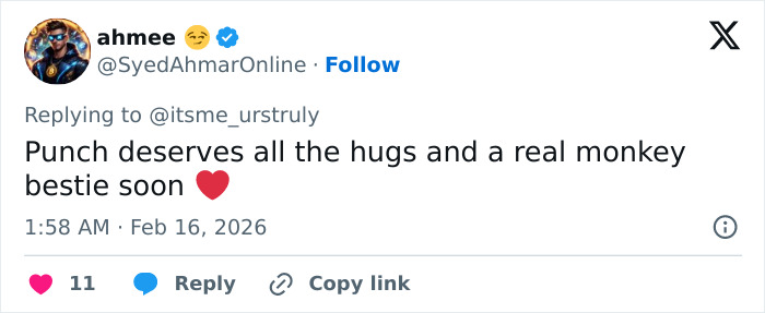 Primatologists Explain Why Punch’s Mother Abandoned Him And Why He’s “Bullied” By Other Monkeys