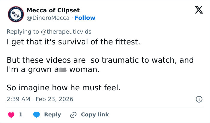 Primatologists Explain Why Punch’s Mother Abandoned Him And Why He’s “Bullied” By Other Monkeys