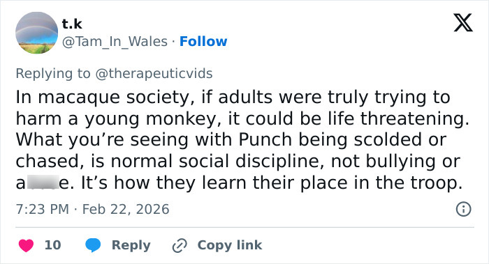 Primatologists Explain Why Punch’s Mother Abandoned Him And Why He’s “Bullied” By Other Monkeys