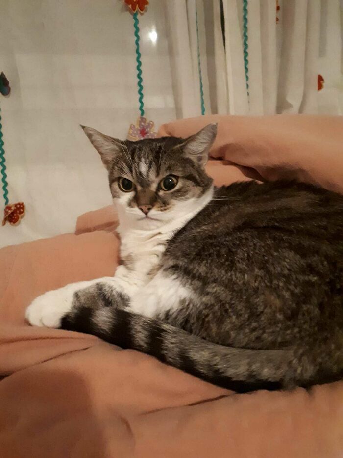 107 Adorable Pictures Of Animals That Are Bound To Lift Your Spirits And Make You Say “Aww”