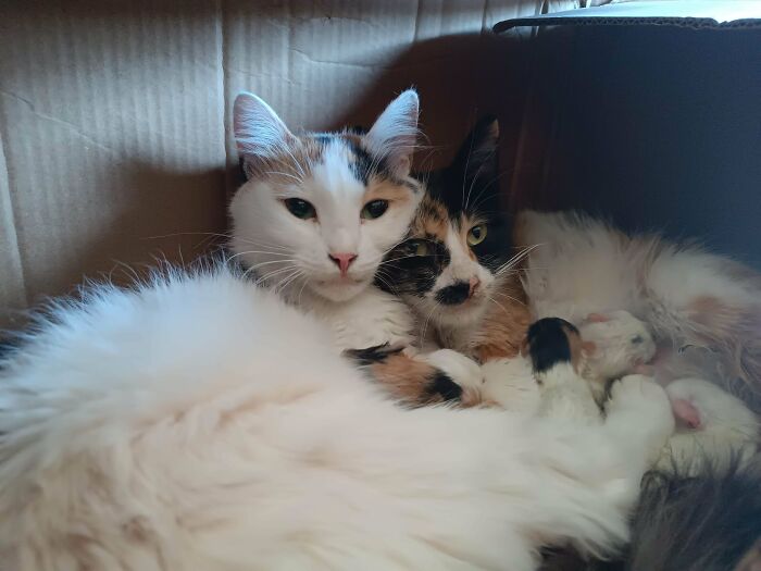 107 Adorable Pictures Of Animals That Are Bound To Lift Your Spirits And Make You Say “Aww”